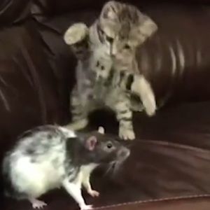 Meet your Posher, Nathan